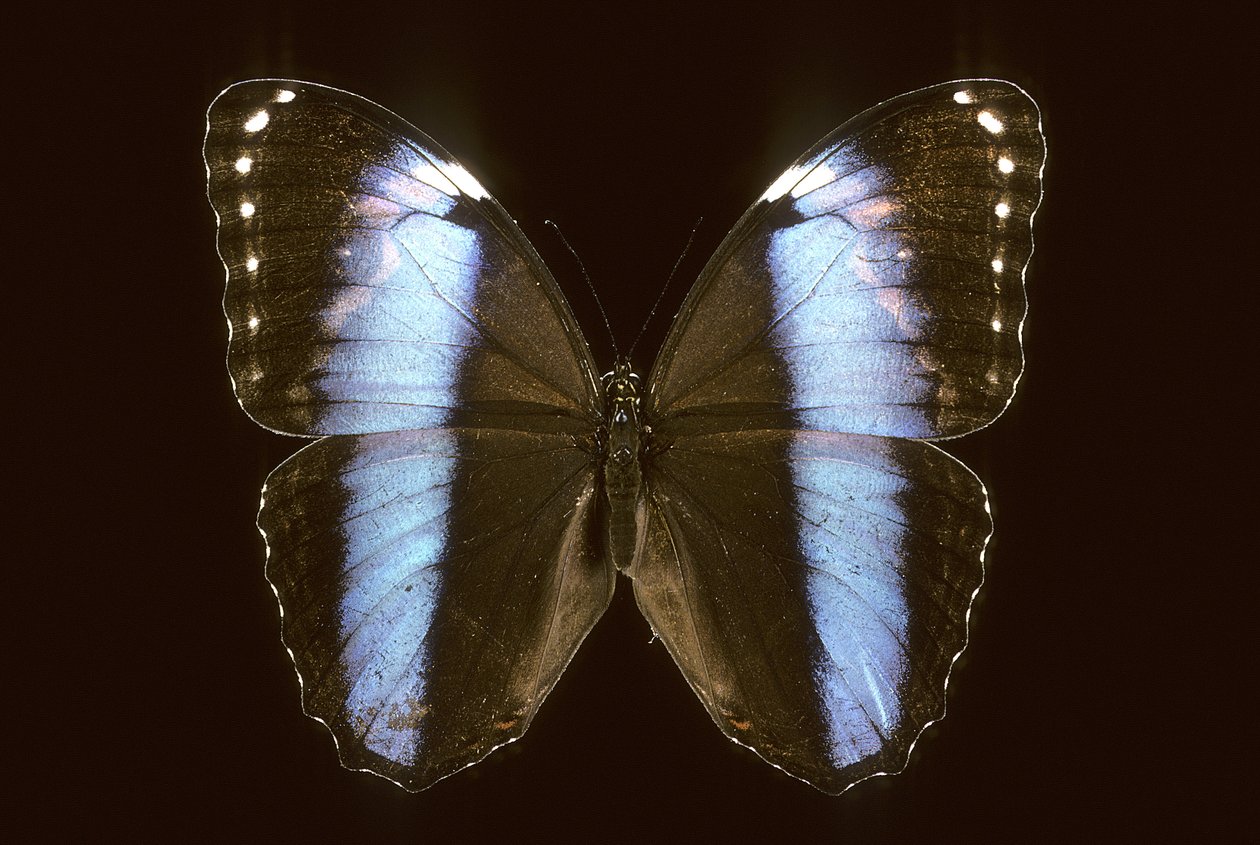 Morpho achilles, Male by Augustus Kollner
