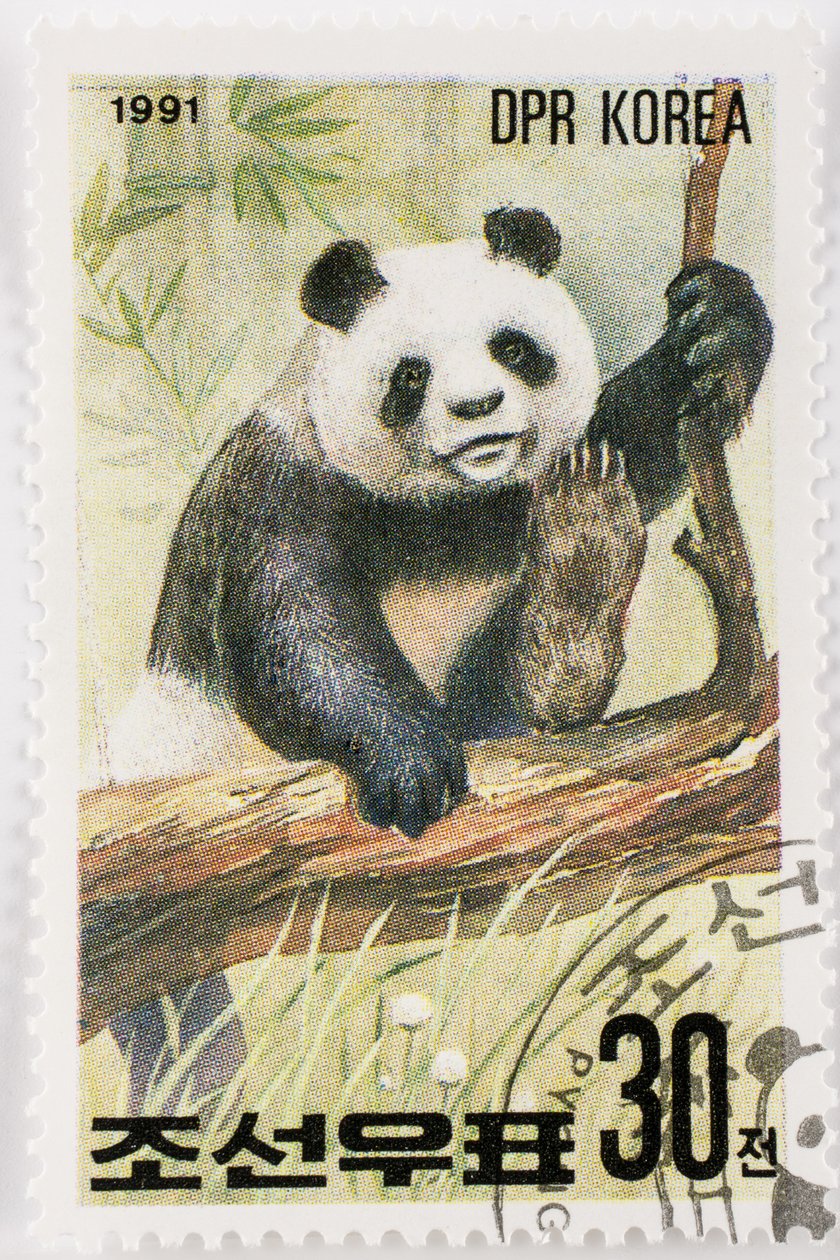 Stamp, North Korea, Giant Panda by Augustus Kollner