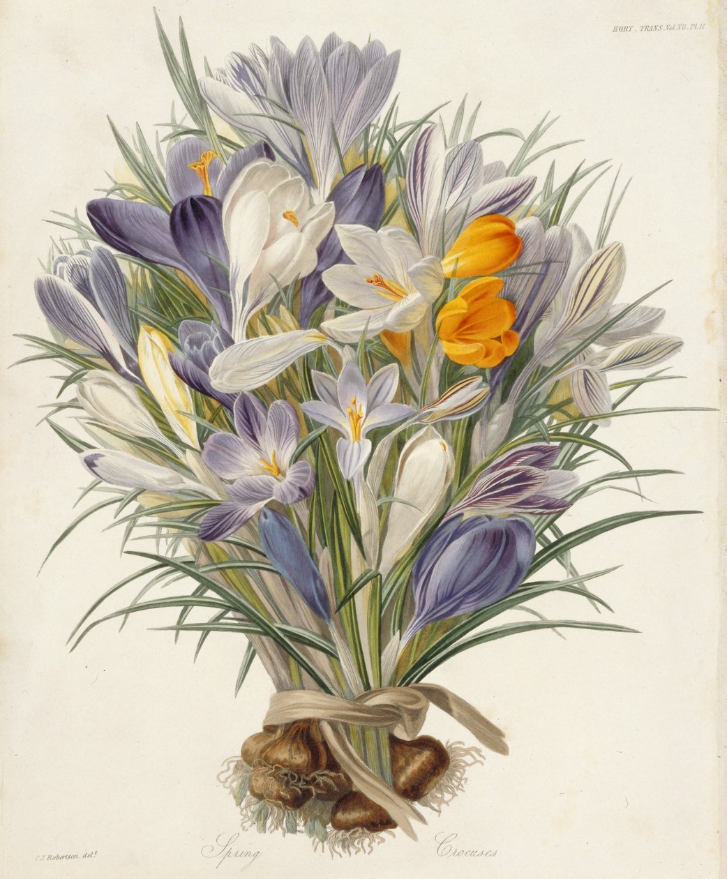 Spring Crocuses, from Transactions of the Horticultural Society, London, vol VII, 1830 by Charles John Robertson