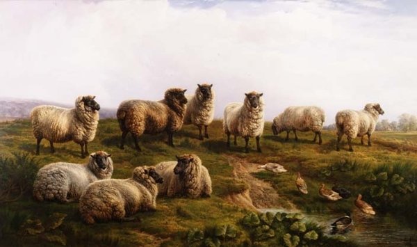 Welsh Black-Faced Sheep by Charles Jones