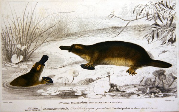 Platypi, illustration from 