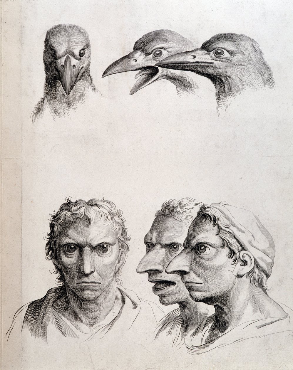 Profiles of Bird and Man-Bird - by Lebrun, in Treats of the Physiognomy of Man Compared to That of Animals by Charles Le Brun