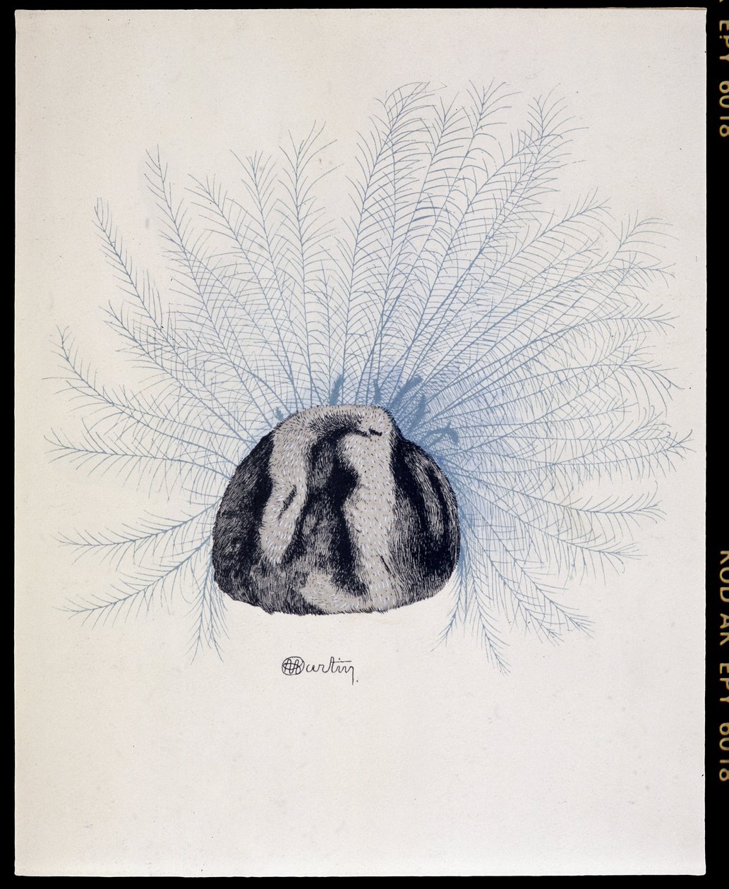 Feathered Hat - 
