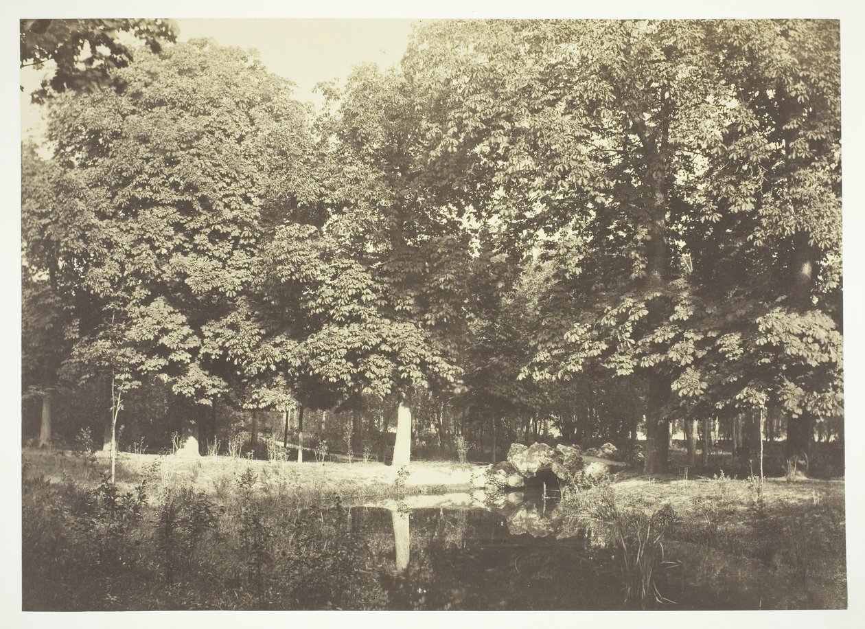 Untitled, c. 1850. [Trees near water in the Bois de Boulogne, a park in Paris] by Charles Marville