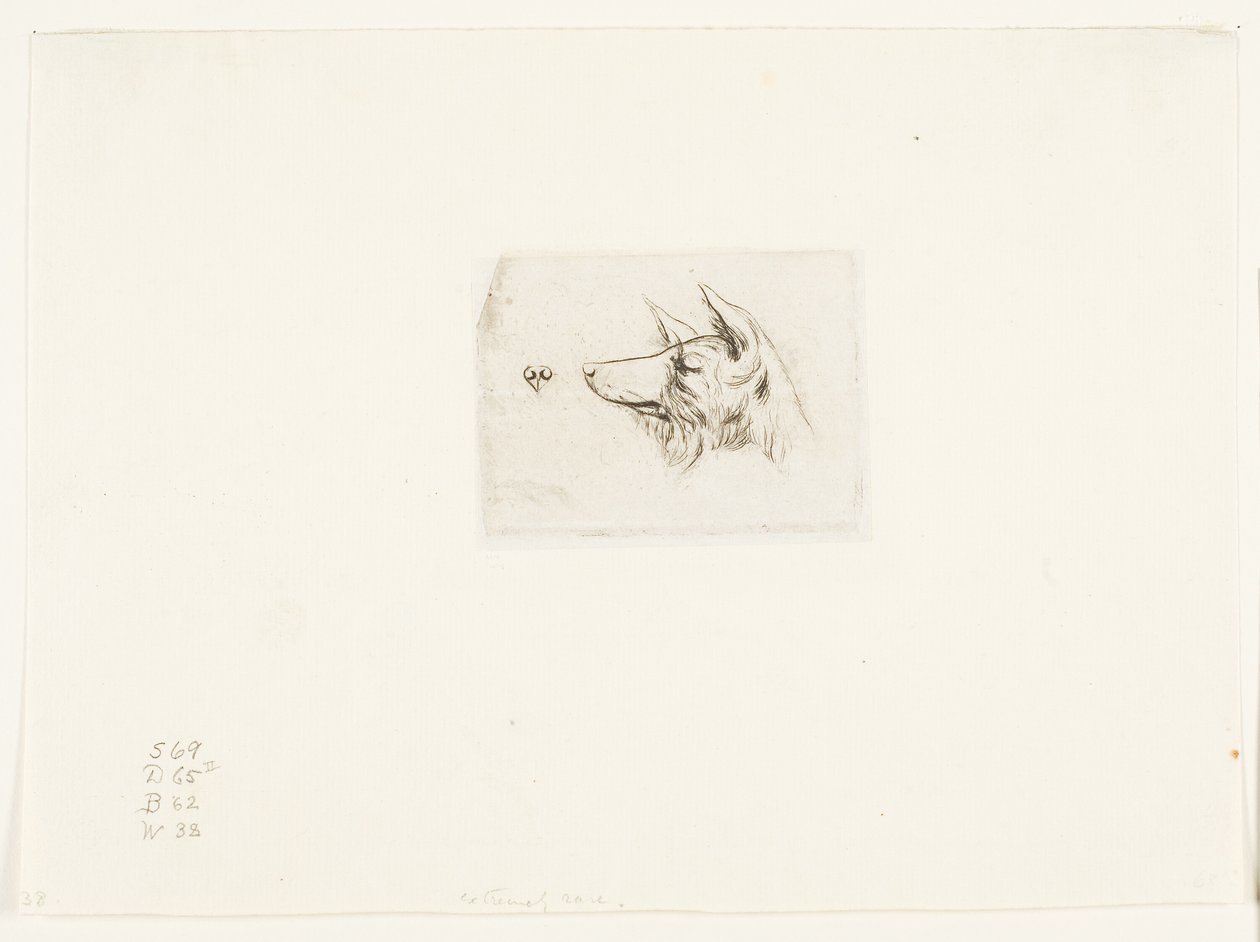Head of a New Holland Dog by Charles Meryon
