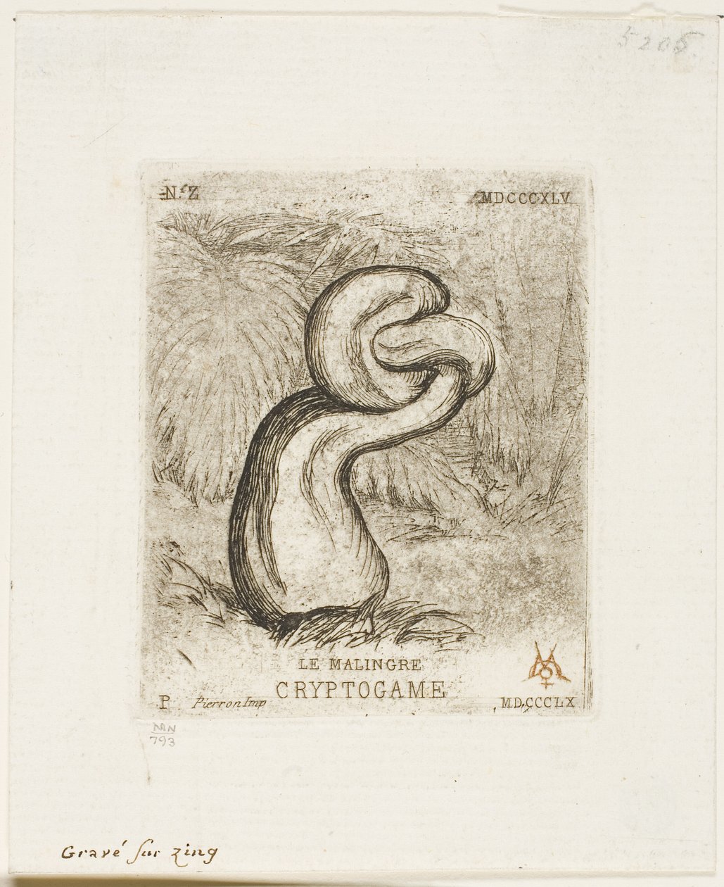 The Sickly Cryptogam by Charles Meryon