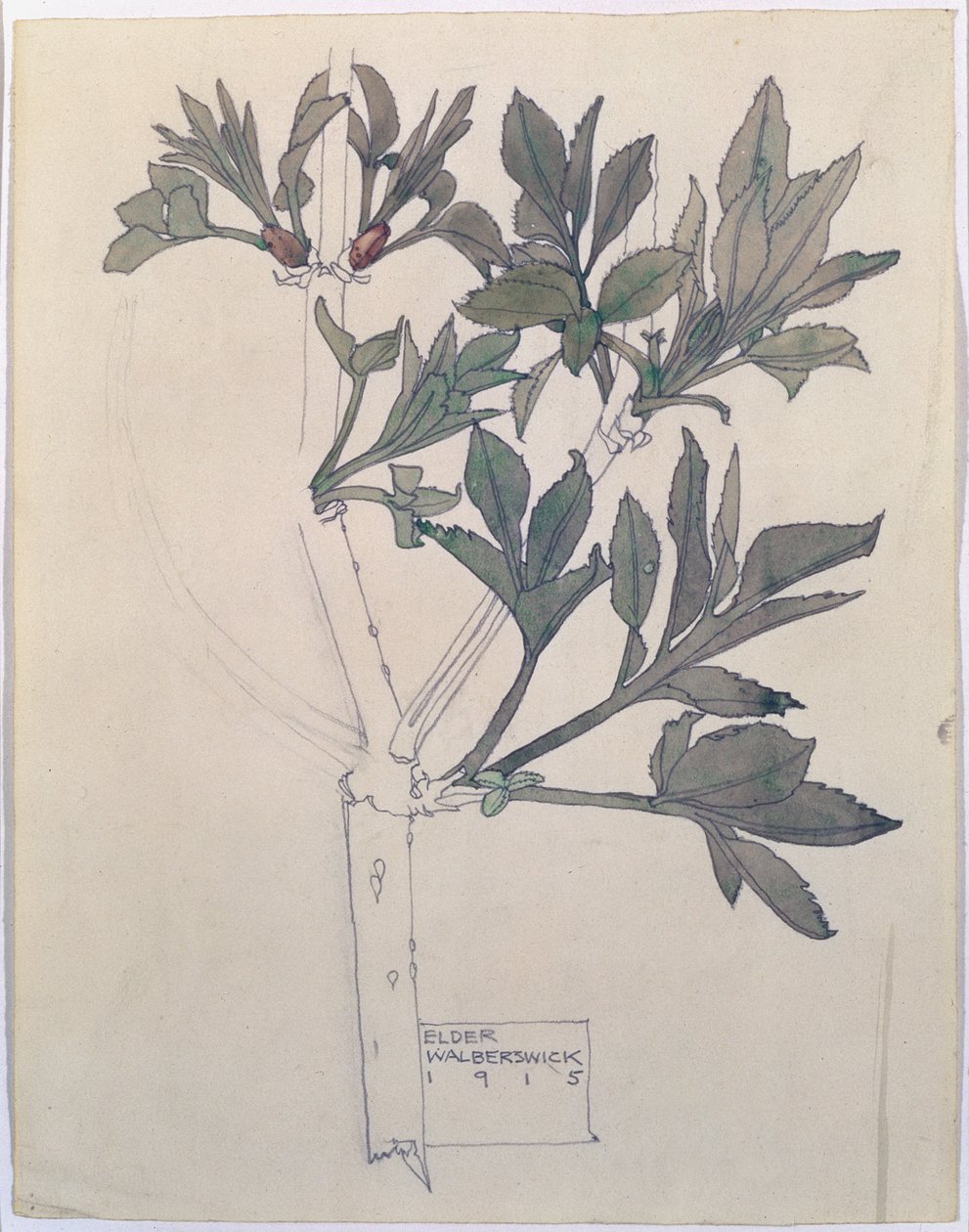 Elder, Walberswick, 1915 by Charles Rennie Mackintosh