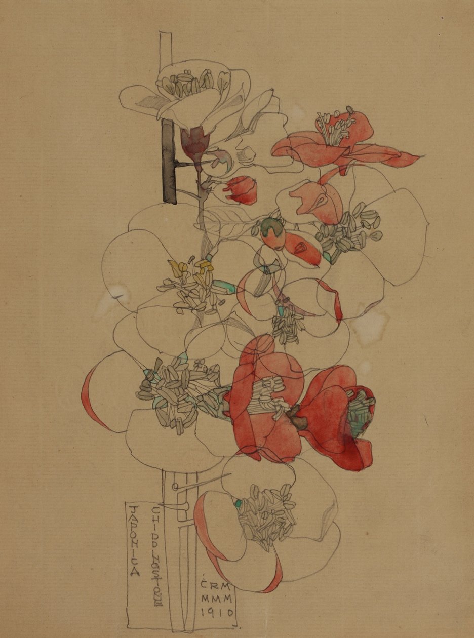 Japonica by Charles Rennie Mackintosh