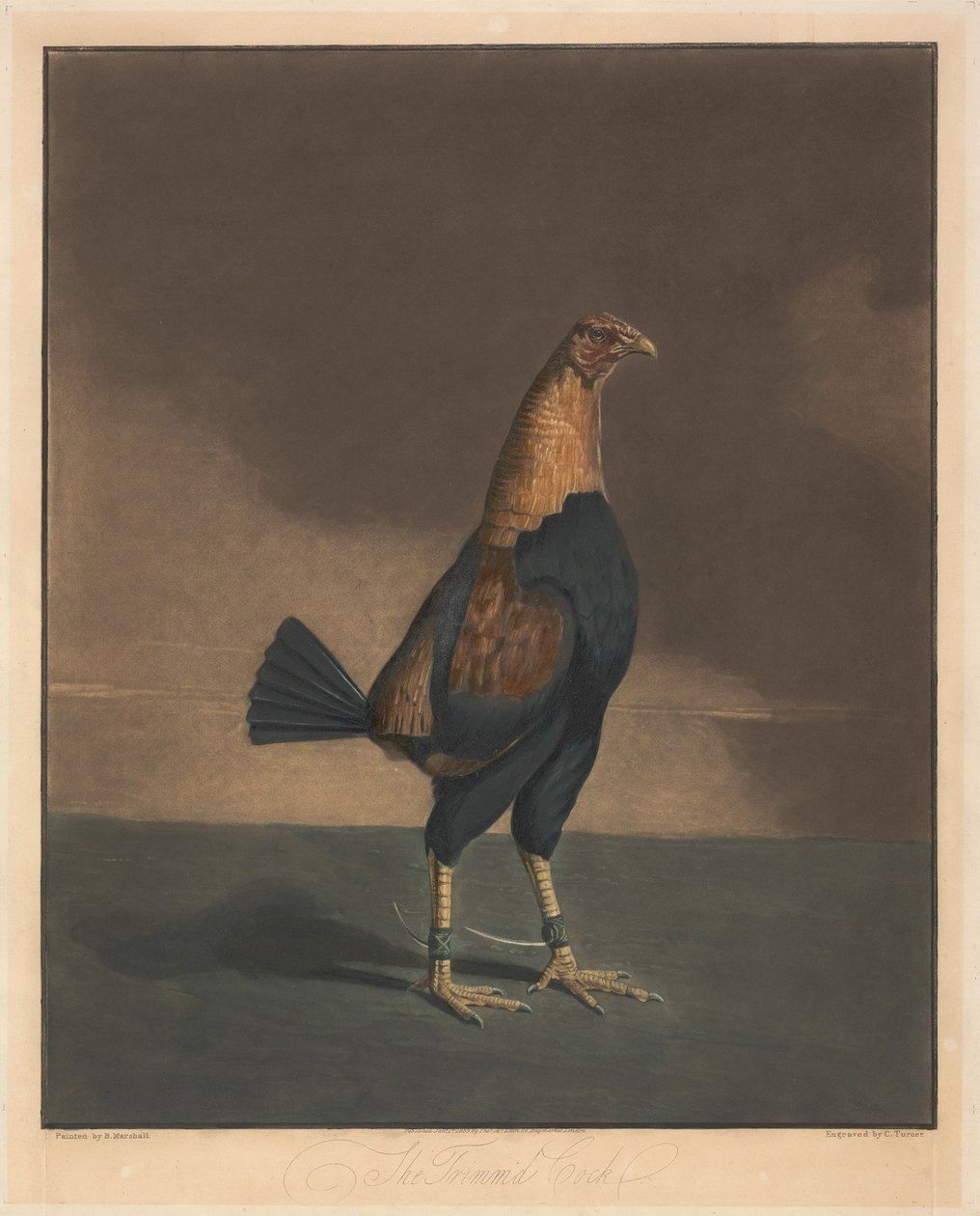 Cock Fighting [a pair]: 2. The Trimmed Cock by Charles Turner
