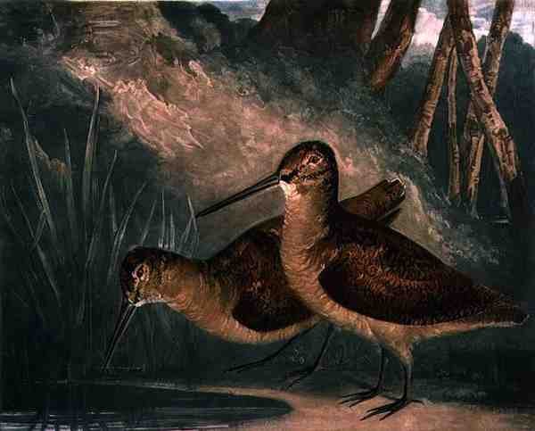 Woodcocks, plate 4 of British Feather Game, engraved by the artist, pub. by R. Ackermann, c.1810 by Charles Turner
