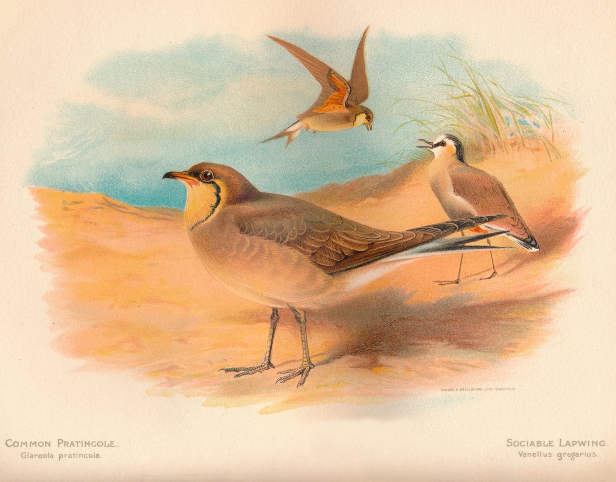 Common Pratincole Glareola pratincola, Sociable Lapwing Vanellus gregarius, 1900 by Charles Whymper