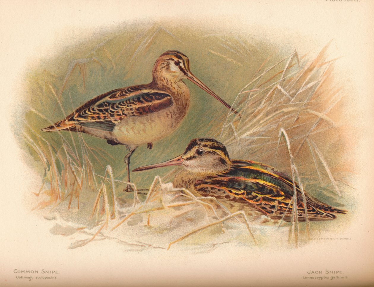 Common Snipe Gallinago scolopacina, Jack Snipe Limnocryptes gallinula, 1900 by Charles Whymper