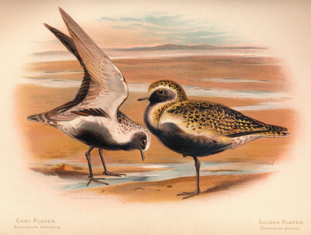 Grey Plover Squatarola helvetica, Golden Plover Charadrius pluvialus by Charles Whymper