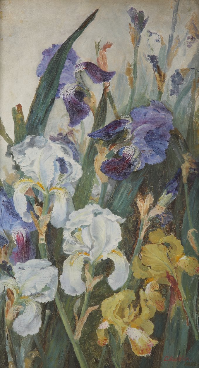 Irises by Charlotte Hodder