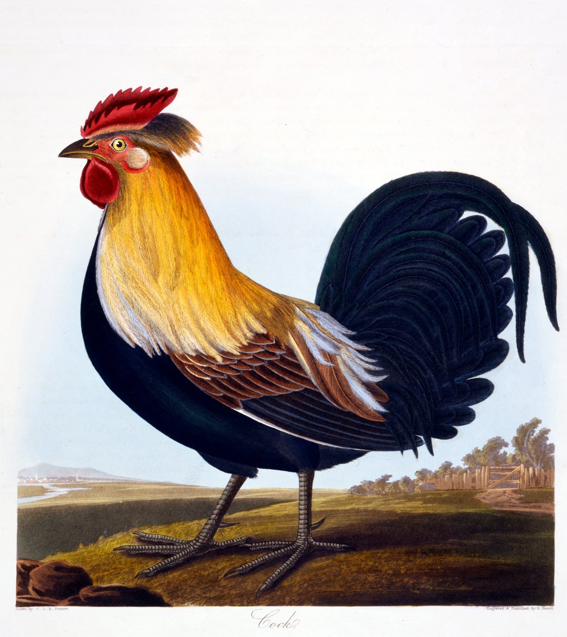 Cock (Phasianus) (engraved by Robert Havell, Jr, 1835) by Charlotte L. E. Perrott