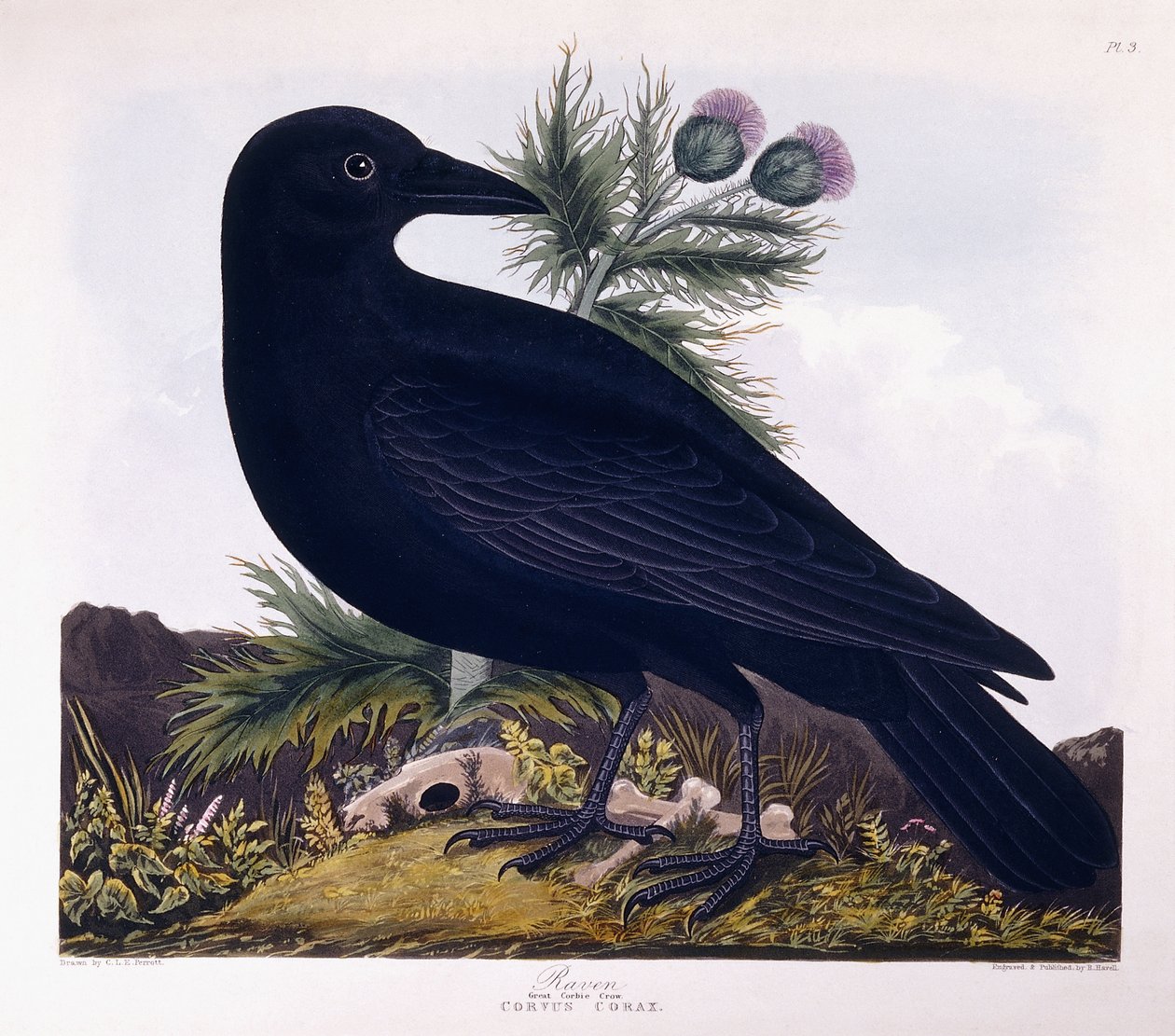 Raven: Great Corbie Crow by Charlotte L. E. Perrott