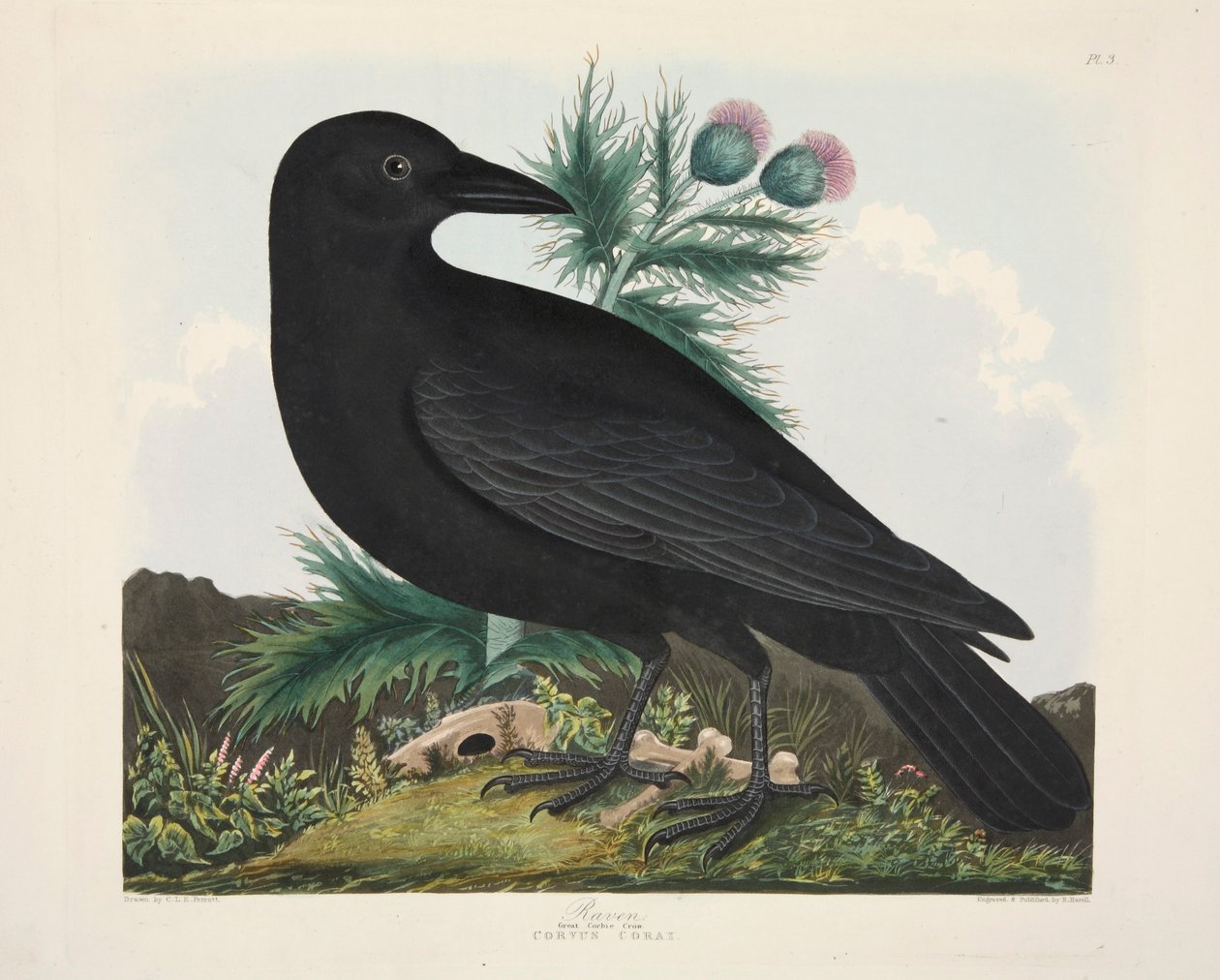 Raven, Corvus Corai by Charlotte Lousia Emily Perrott