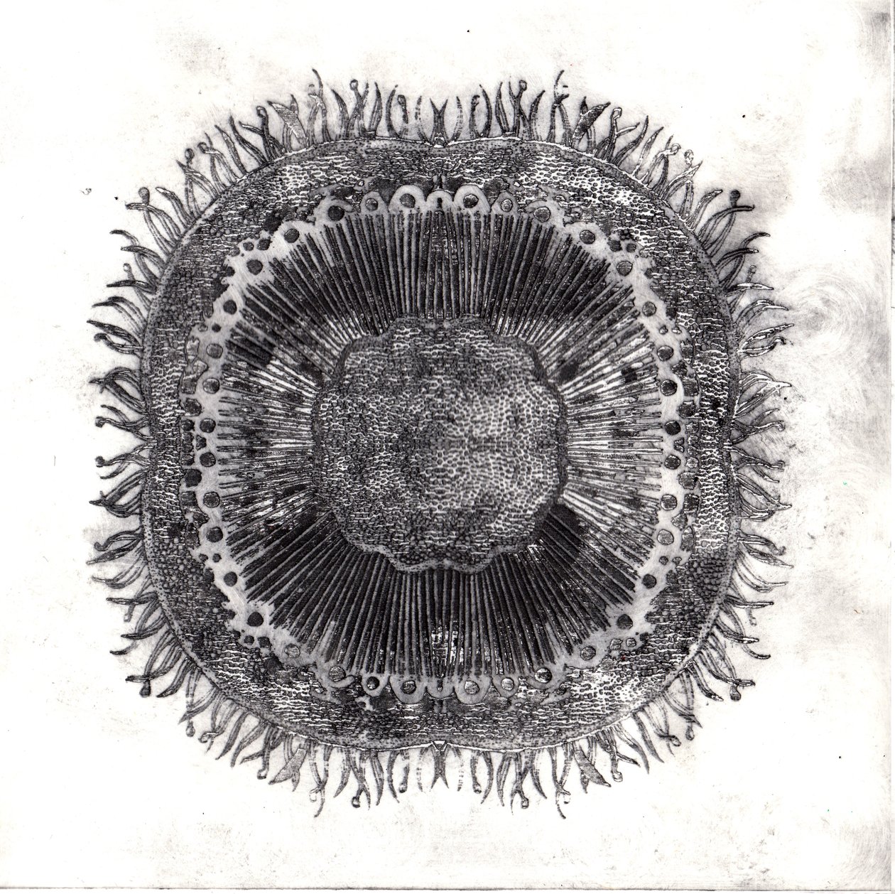 Plant Cells, 2019 by Charlotte Orr