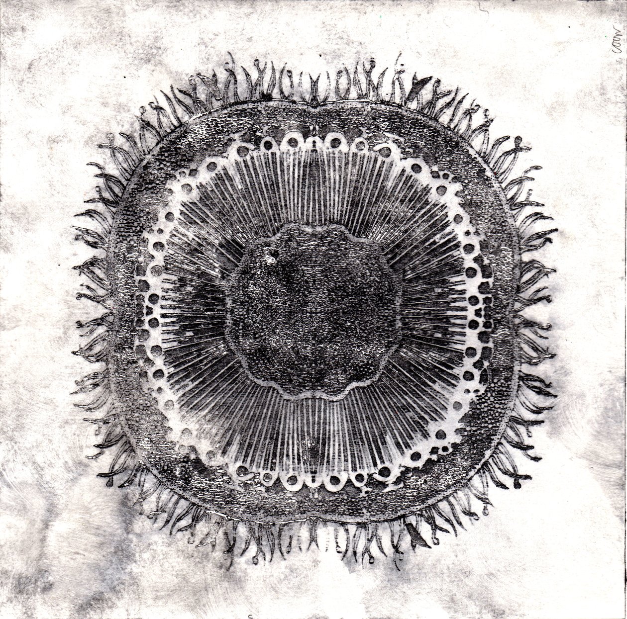 Plant Cells by Charlotte Orr
