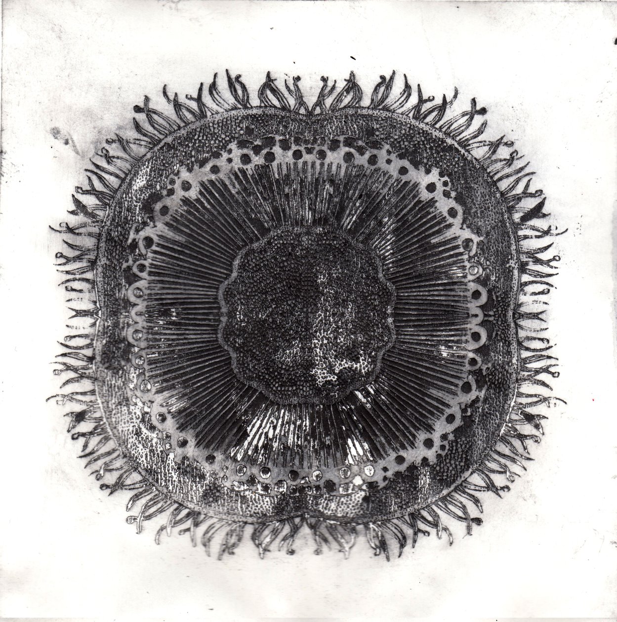 Plant Cells by Charlotte Orr: Premium art reproduction