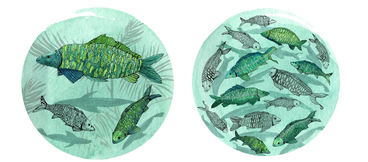 Small Fish Big Pond, 2018 by Charlotte Orr