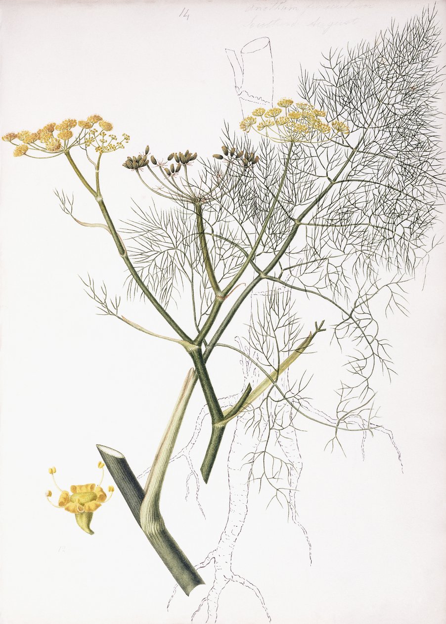 A Botanical Study by Charlotte Strickland