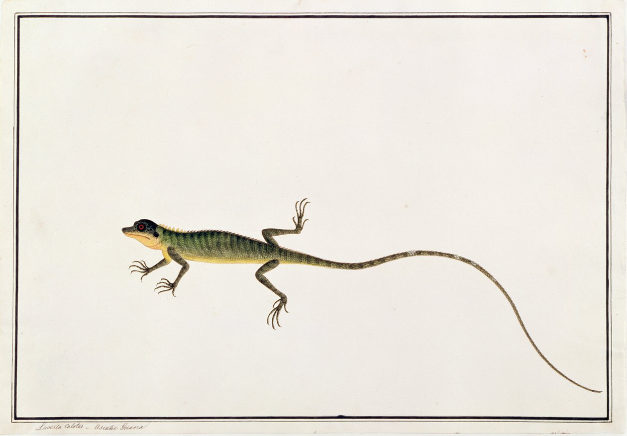 Asiatic Guana, Lacerta Calotes, from Drawings of Animals, Insects and Reptiles from Malacca by Chinese School