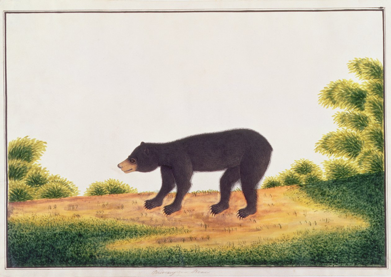 Bear, Broo-ang, from Drawings of Animals, Insects and Reptiles from Malacca by Chinese School