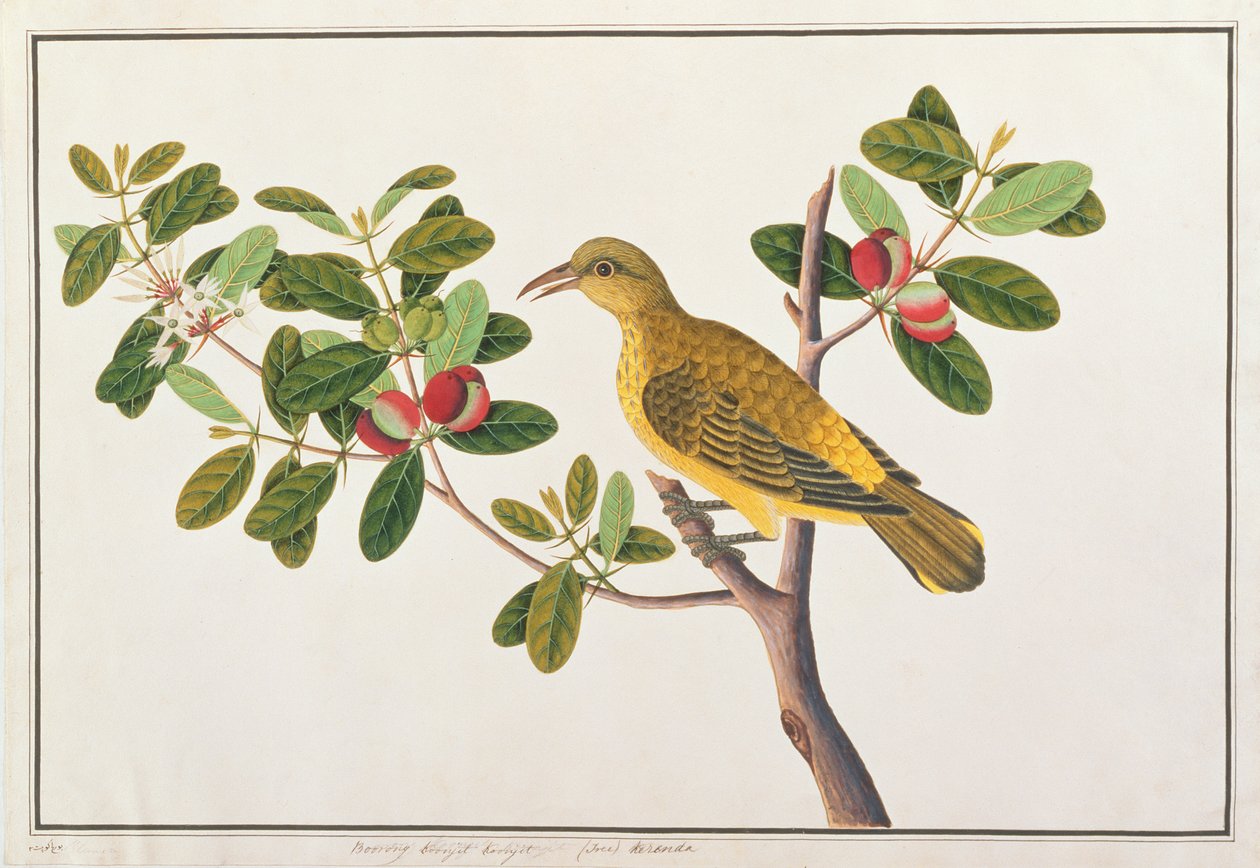 Black-naped Oriole, from Drawings of Birds from Malacca, c.1805-18 by Chinese School