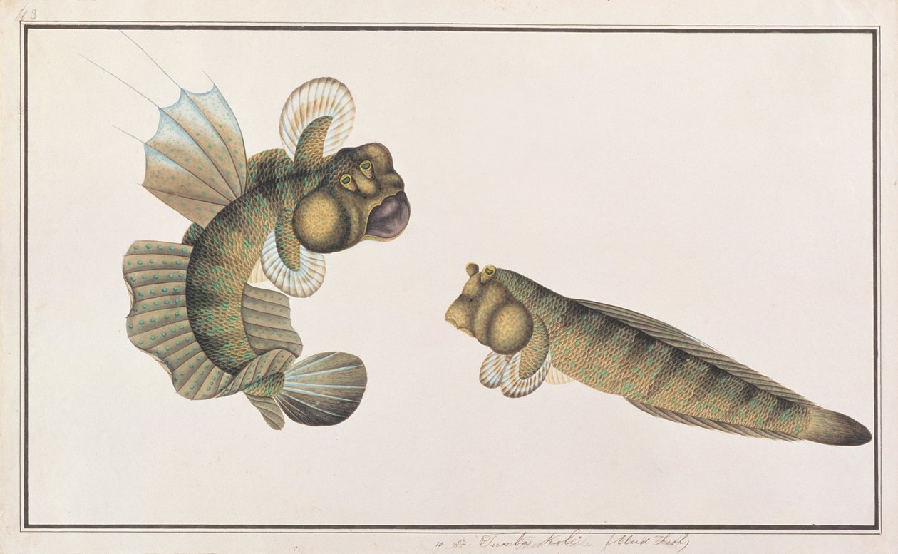 Dragon Mudskipper, from Drawings of Fishes from Malacca, c.1805-18 by Chinese School