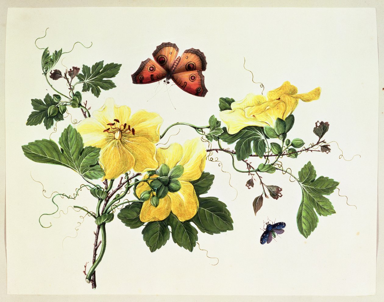 Flower Study and Butterfly by Chinese School