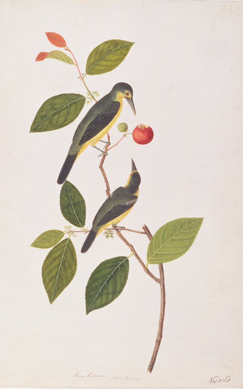 Great Iora, from Drawings of Birds from Malacca, c.1805-18 by Chinese School