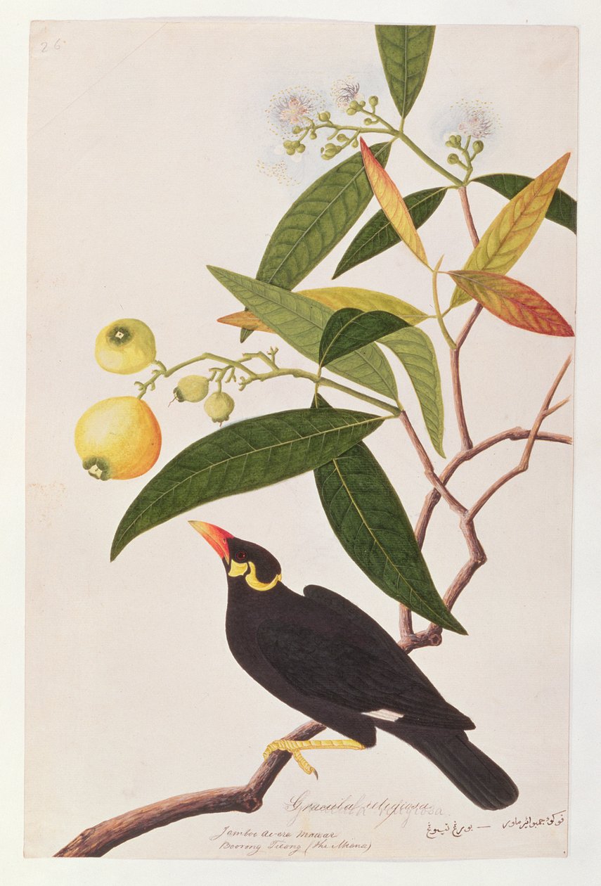 Hill Myna, from Drawings of Birds from Malacca by Chinese School