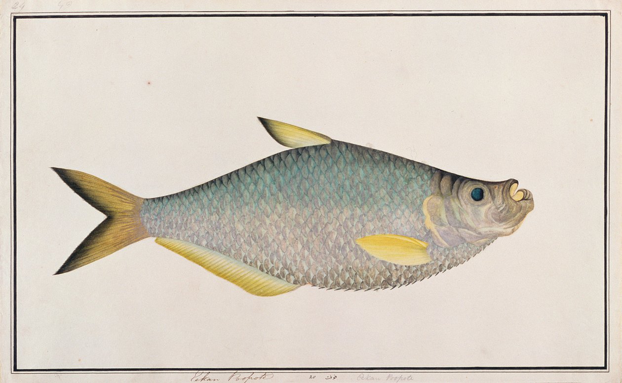 Ilisha, from Drawings of Fishes from Malacca, c.1805-18 by Chinese School
