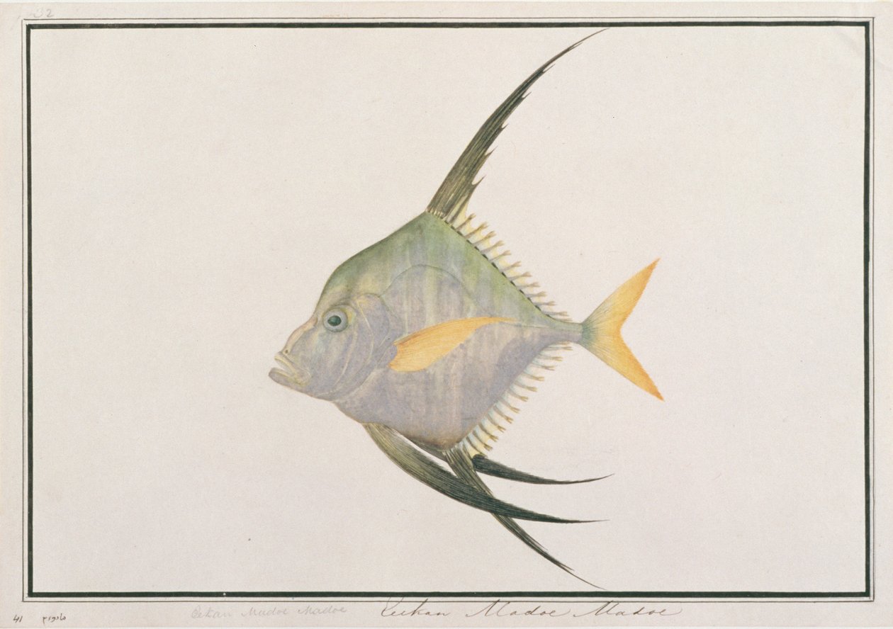 Indian Threadfish, from Drawings of Fishes from Malacca, c.1805-18 by Chinese School
