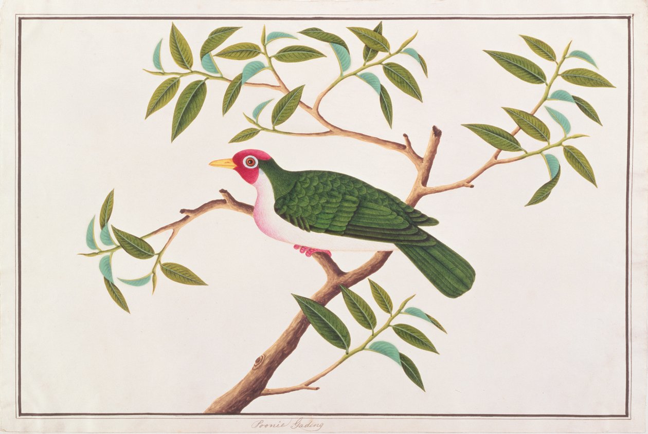 Jambu Fruit-dove, from Drawings of Birds from Malacca, c.1805-18 by Chinese School