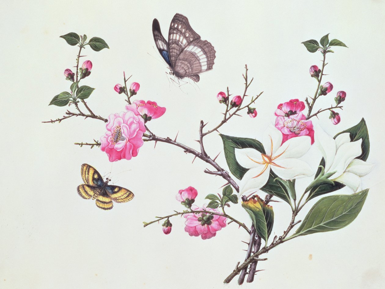 Japonica, Magnolia and Butterflies by Chinese School