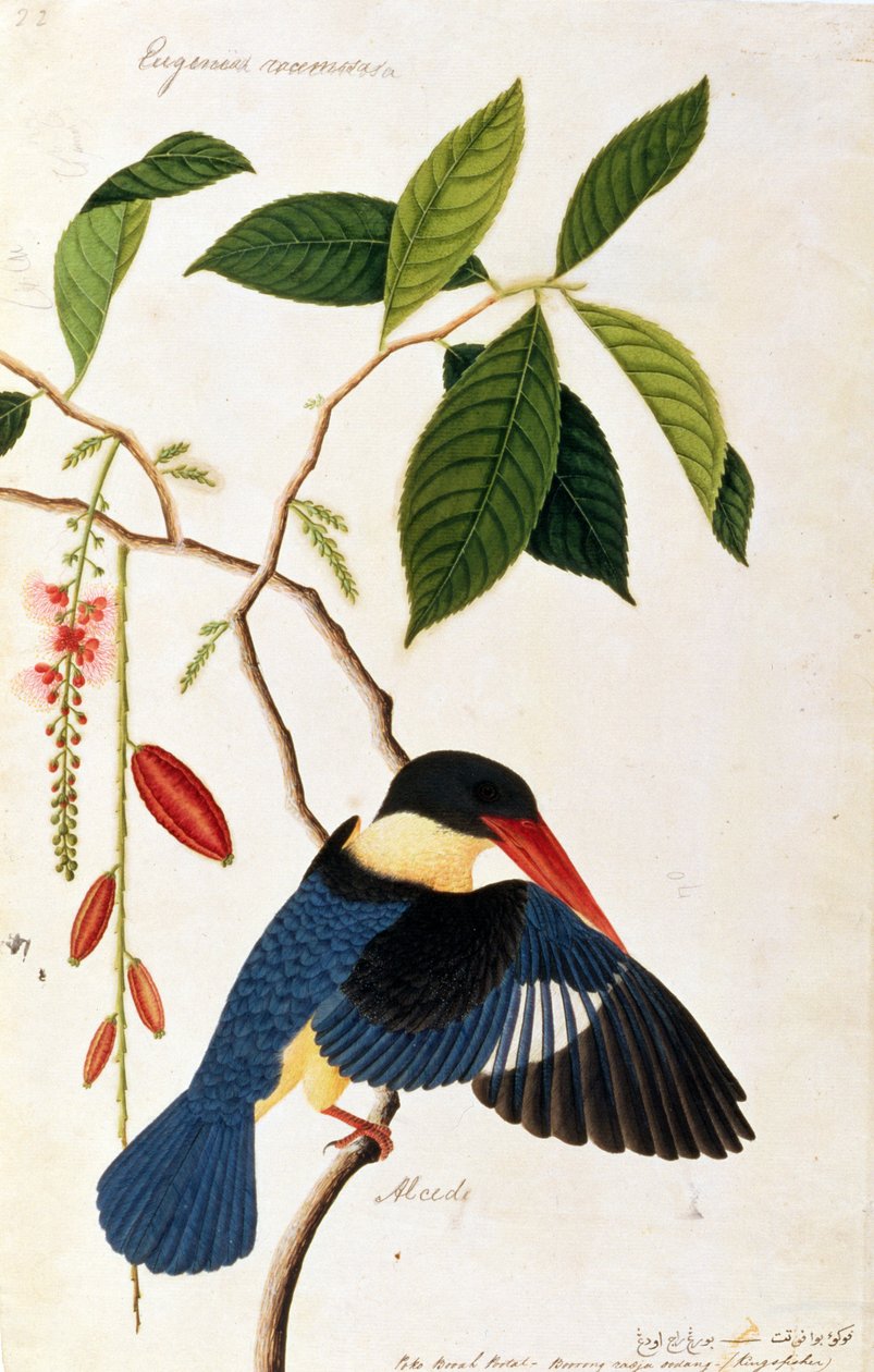 Kingfisher or Alced, Poko Booah Pootal, Boorong radja oodang, from Drawings of Birds from Malacca, c.1805-18 by Chinese School