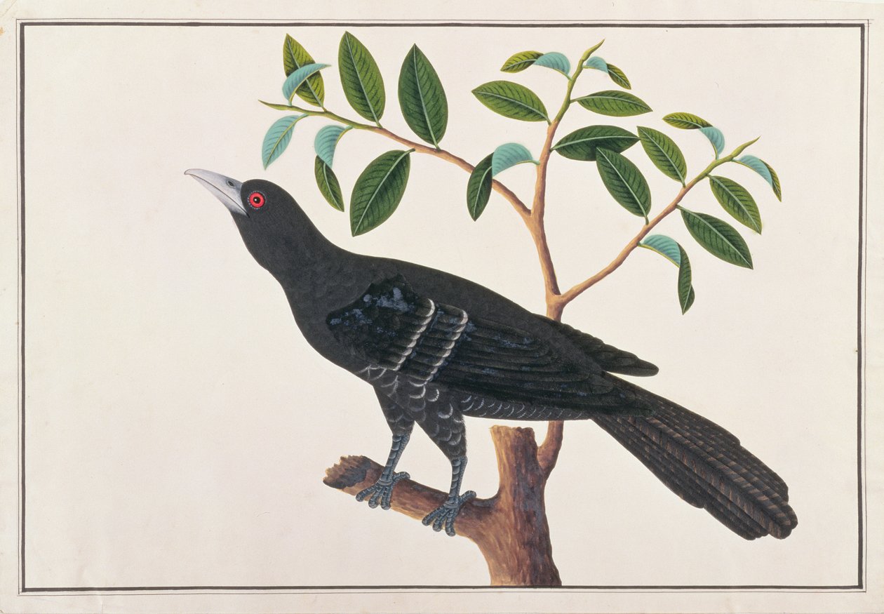 Koel, from Drawings of Birds from Malacca, c.1805-18 by Chinese School