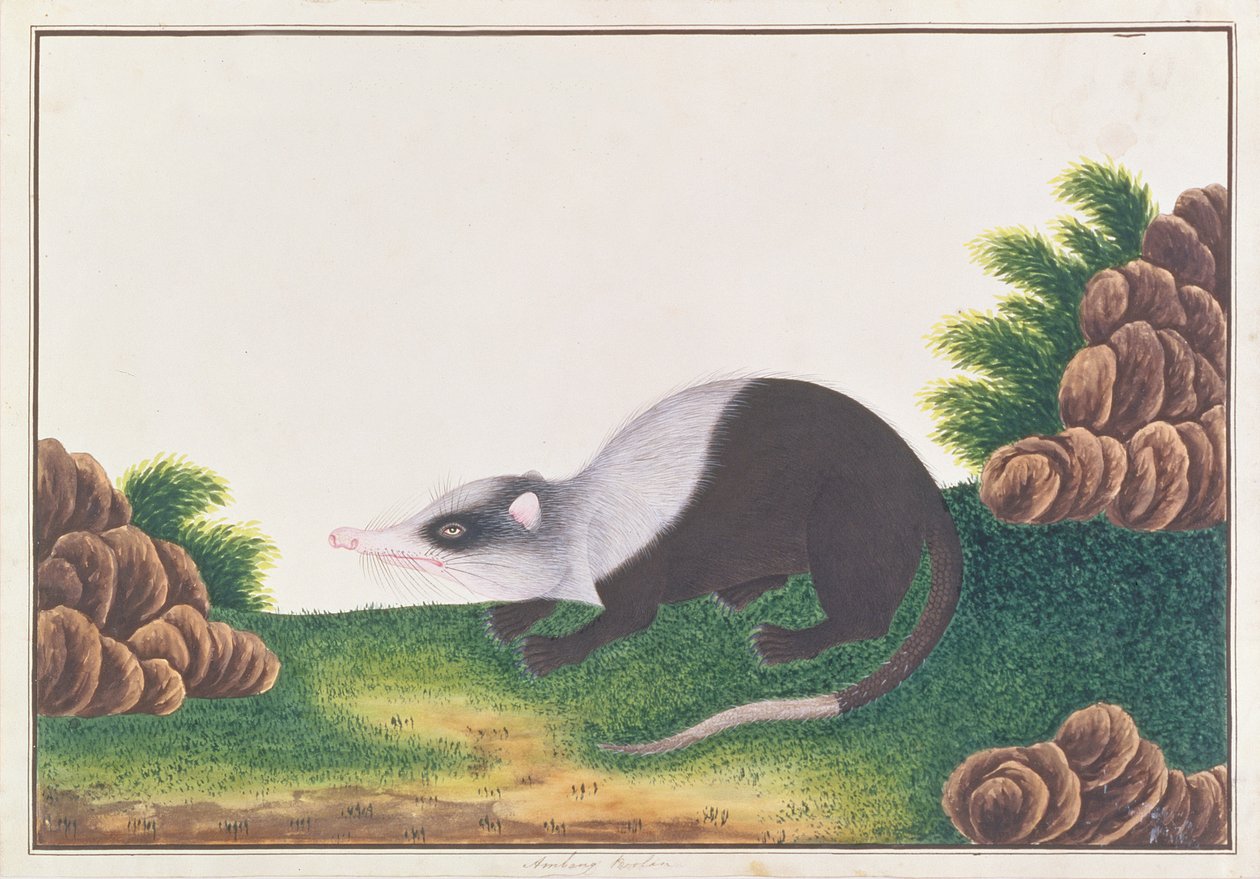 Moonrat, from Drawings of Animals, Insects and Reptiles from Malacca, c.1805-18 by Chinese School