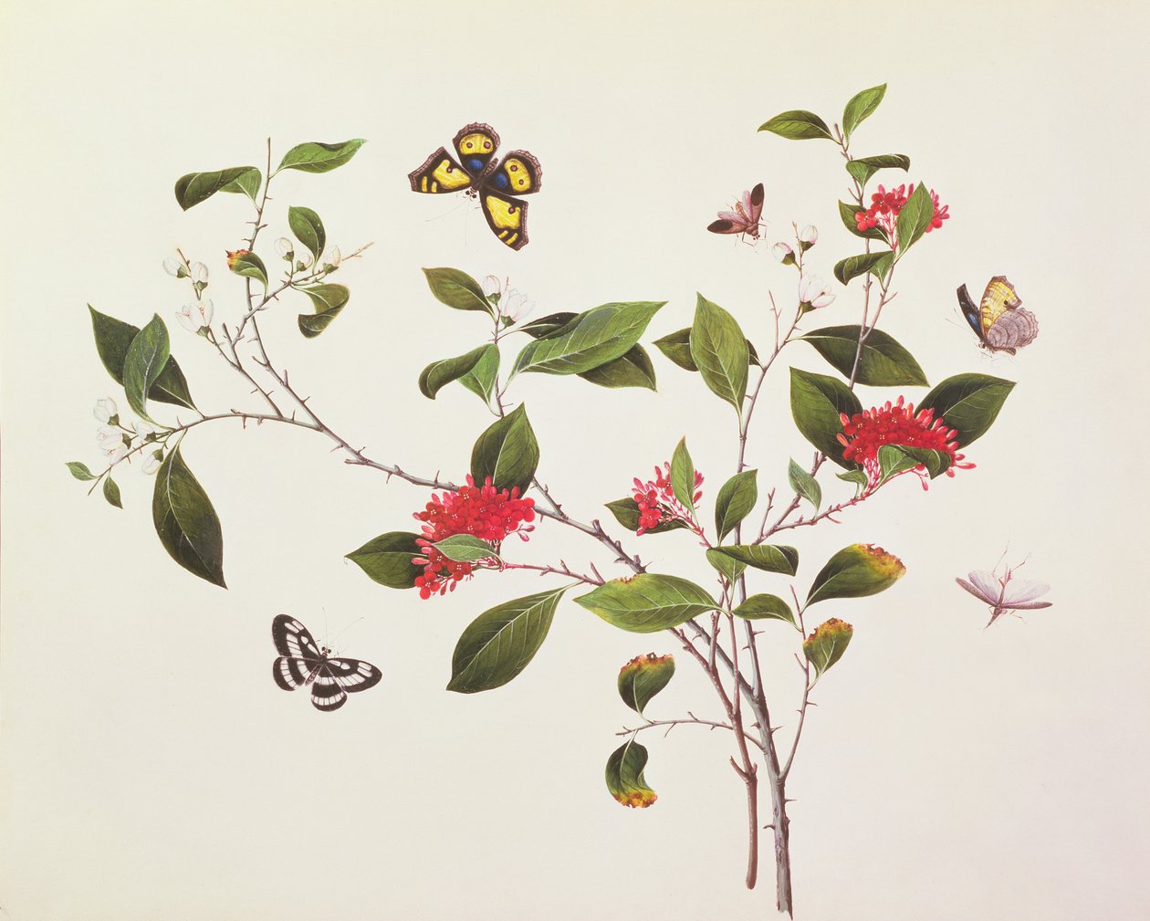 Plant Study with Butterflies and Insects by Chinese School