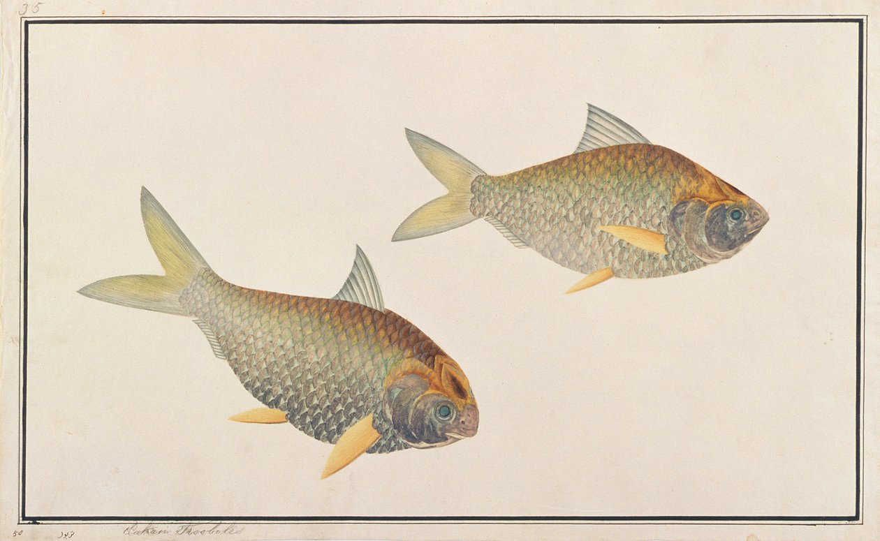 Shad, from Drawings of Fishes from Malacca, c.1805-18 by Chinese School