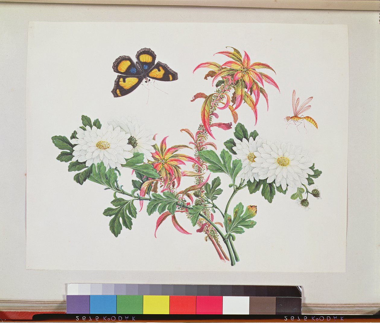 Two Stems of Amaranthus and Chrysanthemum with a Wasp and a Butterfly by Chinese School