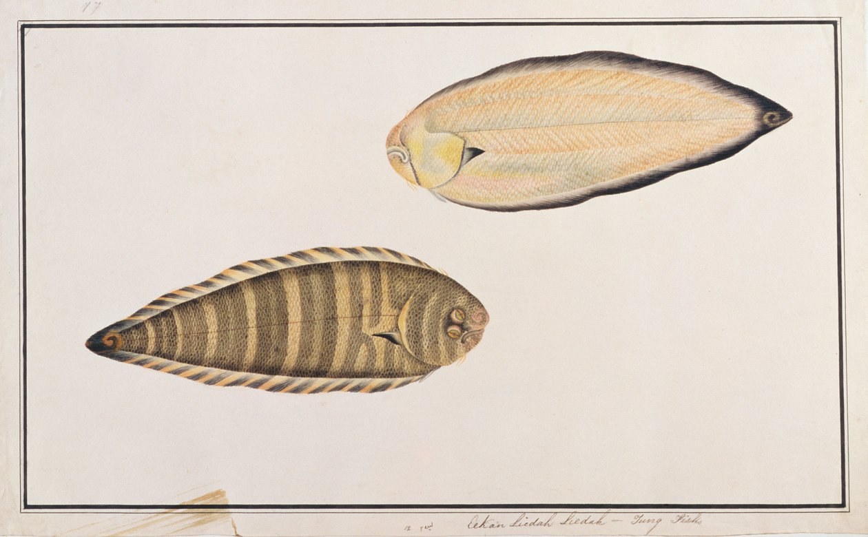 Zebra Sole, from Drawings of Fishes from Malacca, c.1805-18 by Chinese School