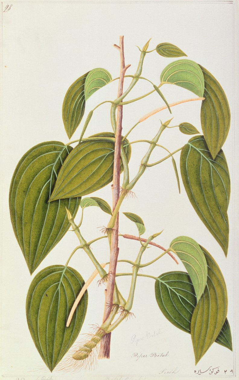 Betel Leaf, from Fifty-Five Drawings of Medicinal Plants of Malacca, Volume 1, c.1805-18 by Chinese School