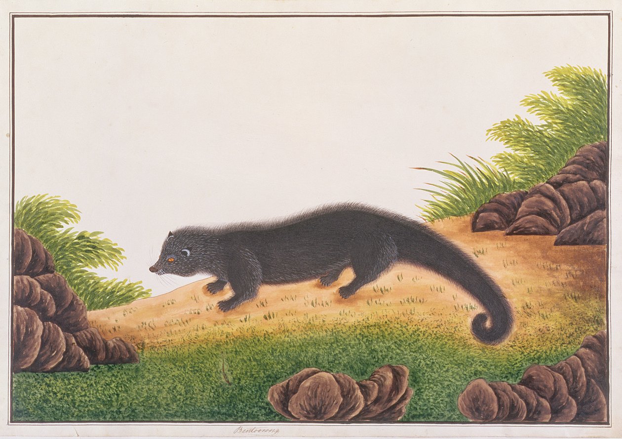 Binturong, from Drawings of Animals, Insects and Reptiles from Malacca, c.1805-18 by Chinese School