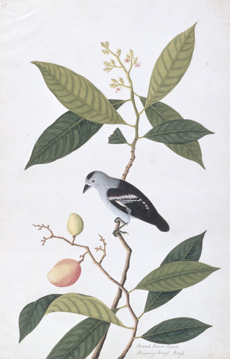 Booah Nawa Hawa, from Drawings of Birds from Malacca, c.1805-18 by Chinese School