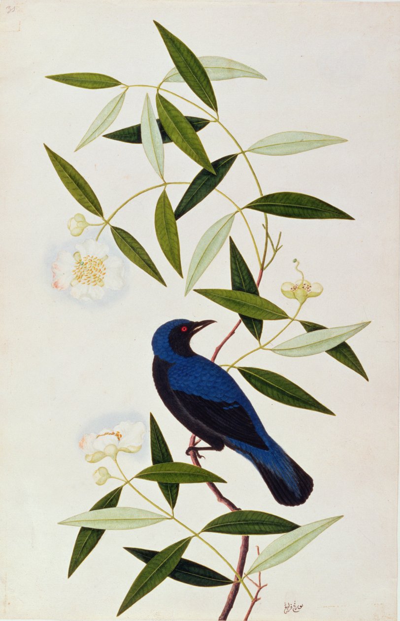 Boorah Farleeh, from Drawings of Birds from Malacca, c.1805-18 by Chinese School