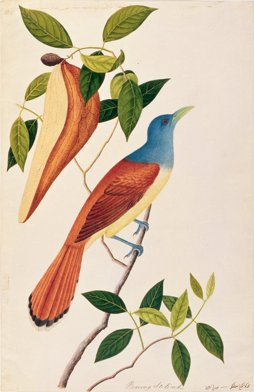 Boorong Seli-ah, from Drawings of Birds from Malacca, c.1805-18 by Chinese School