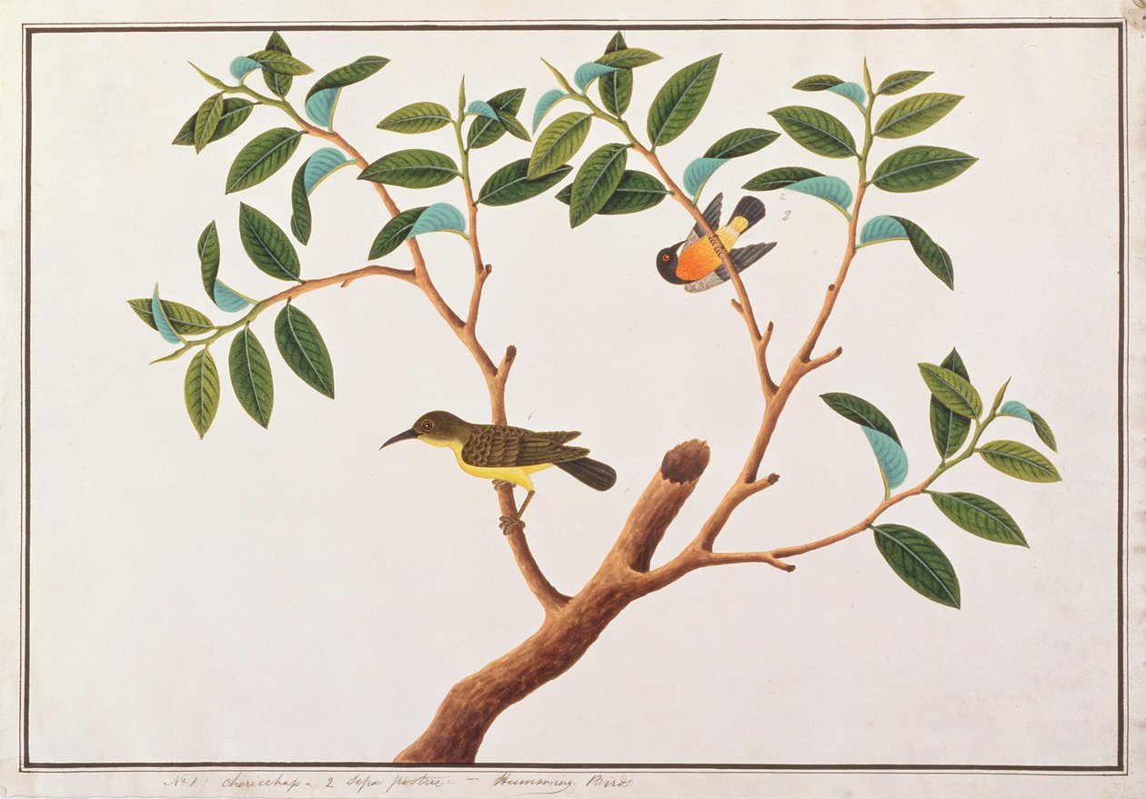 Brown-throated Sunbird and Ruby-cheeked Sunbird, from Drawings of Birds from Malacca, c.1805-18 by Chinese School